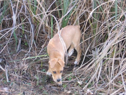 Mac emerges from the dense jungle of sawgrass. Notice the alert ears forward position.