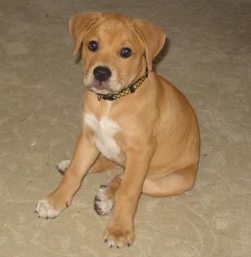 Mac poses at 9 weeks - already over 15 lbs.