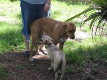 Big Mac and Little Angel