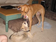 Big Brother loves to play with his new Little Sister. Be sure to catch the videos of them at play (below).