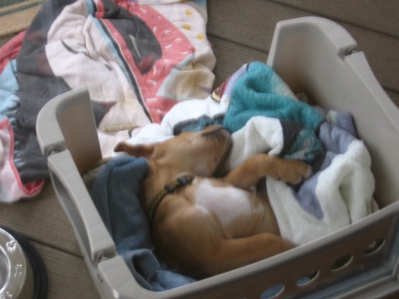 Mac napping in his bed on the back porch.