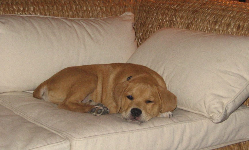 After playing hard all evening, Mac is very content sleeping on our couch while we watch TV.